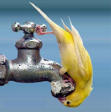 AAP Punjab lkhdc water-crisis.jpg
